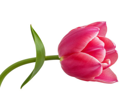 Single vibrant pink tulip flower with green stem and leaf isolated on transparent background - Powered by Adobe