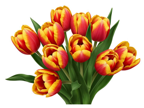 A vibrant bouquet of red and yellow bi colored tulips with green leaves isolated on transparent background