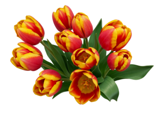 A vibrant bouquet of red and yellow bi colored tulips with green leaves isolated on transparent background