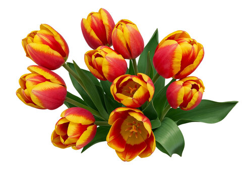 A vibrant bouquet of red and yellow bi colored tulips with green leaves isolated on transparent background