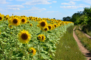 Obraz premium A vibrant field of sunflowers under a bright blue sky going along country road