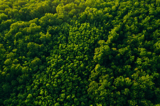 Aerial view of green forest in summer.Clean Environment and Sustainable concept.Forest reduce carbon emissions and clean air. A clean and sustainable environment stops global warming.