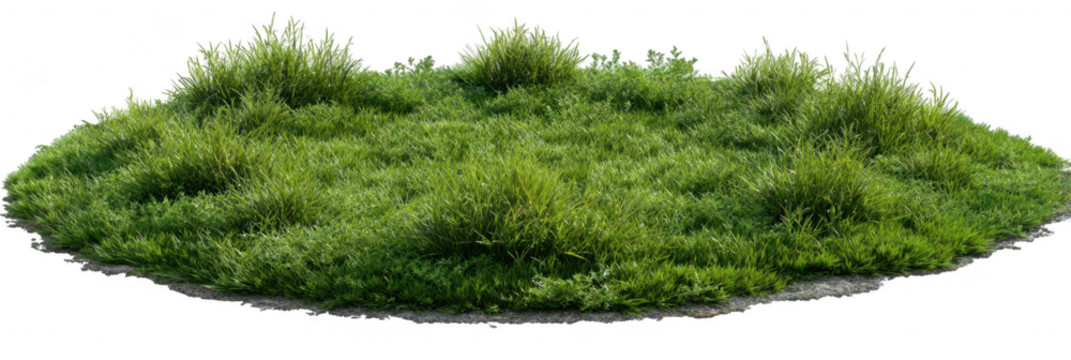 Lush green patch of grass