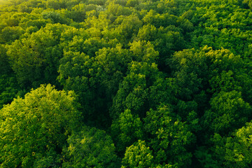 Aerial view of green forest in summer.Clean Environment and Sustainable concept.Forest reduce...