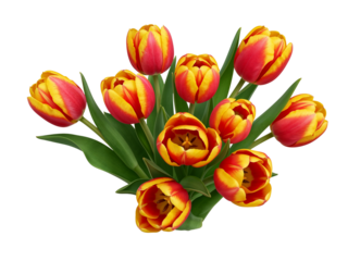 A vibrant bouquet of red and yellow bi colored tulips with green leaves isolated on transparent background