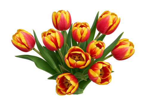 A vibrant bouquet of red and yellow bi colored tulips with green leaves isolated on transparent background