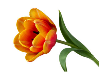 Close up of a vibrant orange and yellow tulip with green leaves isolated on transparent background