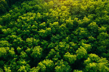 Naklejka premium Aerial view of green forest in summer.Clean Environment and Sustainable concept.Forest reduce carbon emissions and clean air. A clean and sustainable environment stops global warming.