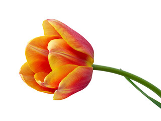 Single bi color tulip flower with red and yellow petals isolated on transparent background