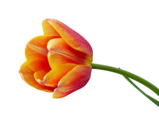 Single bi color tulip flower with red and yellow petals isolated on transparent background