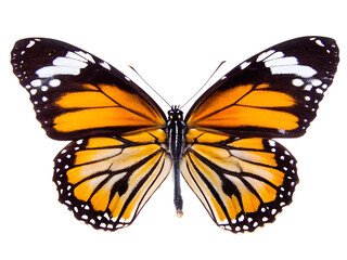 Fototapeta premium Monarch butterfly wings orange white isolated on a transparent background