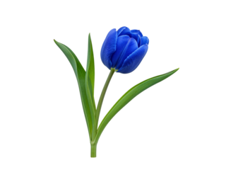 A single vibrant blue tulip with green leaves isolated on a transparent background isolated on transparent background