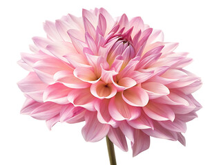 Pink dahlia flower bloom isolated on a transparent background