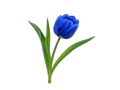 A single vibrant blue tulip with green leaves isolated on a transparent background isolated on transparent background