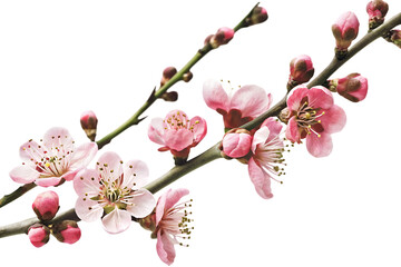 Pink plum blossoms on branch isolated on a transparent background