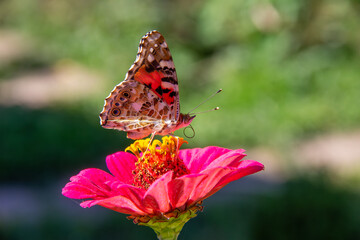 burdock butterfly (Vanessa cardui) on a blooming cynia flower on a sunny summer day