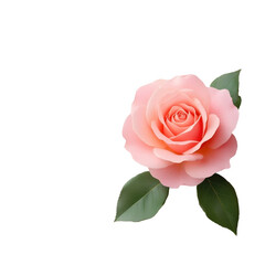 A delicate pink rose with soft petals and three green leaves, showcasing natural beauty and elegance.