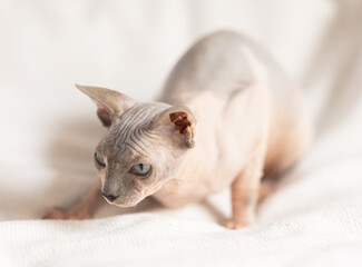 Portrait of sphinx cat on white background