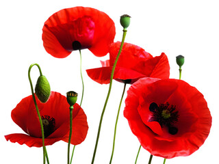 Vibrant red poppies with green buds isolated on a transparent background