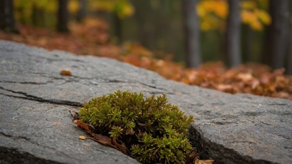 Obraz premium Resilient greenery amidst autumn leaves and gray rocks in a serene forest setting