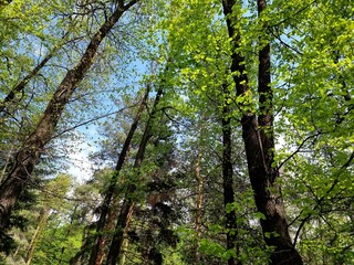Amazing spring forest. Beautiful nature.