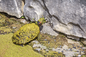 Red eared slider turtle covered in duckweed, emerging from a pond with the same aquatic plant