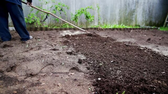 Loosening the soil with a rake and deoxidizing the soil with dolomite flour in the garden in spring, close-up. Copy space for text, neutralizing soil