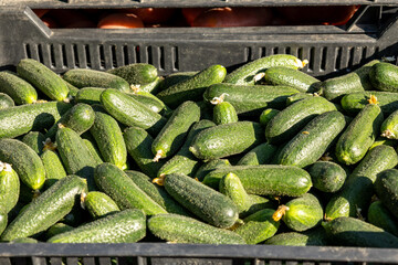 Fresh cucumbers in plastic crate at farmers market