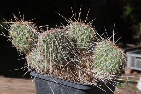 Opuntia polyacantha Dubios Ranch Wyoming kaktus opuncja