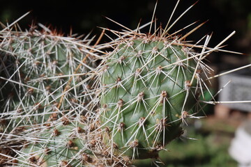 Opuntia polyacantha Dubios Ranch Wyoming kaktus opuncja
