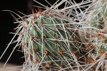 Opuntia polyacantha Dubios Ranch Wyoming kaktus opuncja