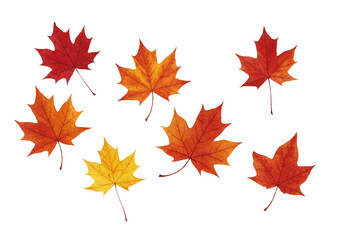 Vector watercolor illustration / 水彩テイストの紅葉イラスト