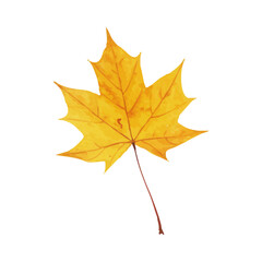 Vector watercolor illustration / 水彩テイストの紅葉イラスト