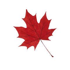 Vector watercolor illustration / 水彩テイストの紅葉イラスト