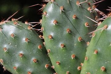 Opuntia fragilis Füssen kaktus opuncja