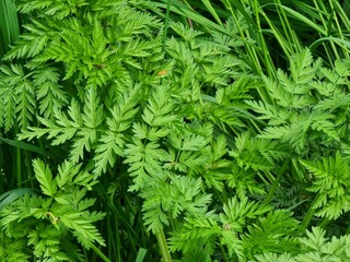 Green leaves of the bush. Plant name is Conium maculatum.