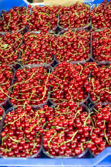 Fresh red currants in plastic containers at a farmers market
