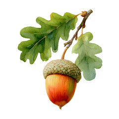 Watercolor painting of a ripe acorn with green oak leaves on a branch isolated on transparent background