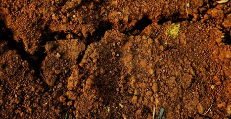 long background, This texture highlights the impact of climate change on land and ecosystems.