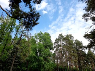 green trees in the forest
