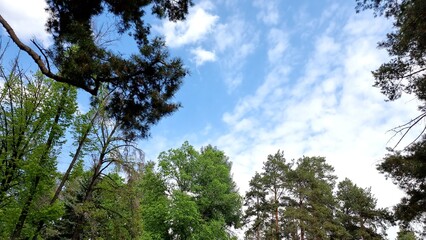 beautiful view of the forest