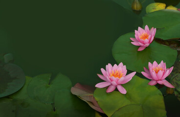 Top view. Beautiful pink water lily flower in the pond. Floral summer spring background.
