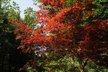 鮮やかな紅葉と緑のコントラスト