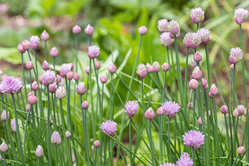 Purple-pink flowers and buds of chives (Allium schoenoprasum).