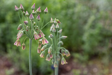 Inflorescence of Sicilian honey garlic (Allium siculum). Copy space.