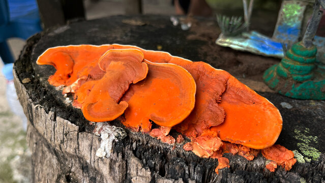 Pycnoporus sanguineus is a fungi white rot saprobic fungus, usually growing on dead hardwoods. orange mushroom is growing on a log