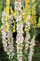 Inflorescence of the black mullein (Verbascum nigrum). Alba form.