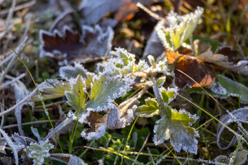 leaves covered in frost