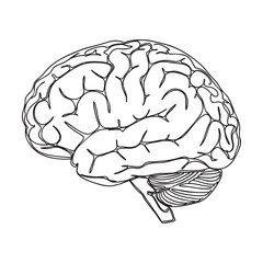 Detailed Human Brain Anatomy Outline Vector Drawing