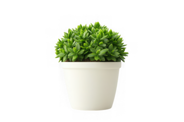 Artificial plant in white pot, small green bushy plant, faux plant, desktop plant, decorative plant, isolated on transparent background